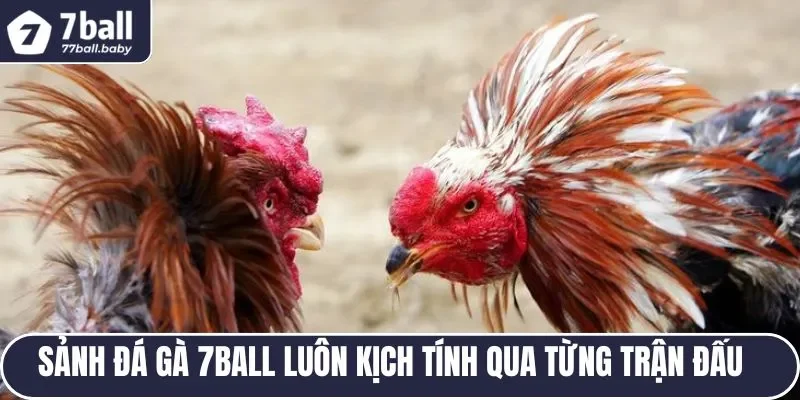 Sảnh đá gà 7BALL luôn kịch tính qua từng trận đấu